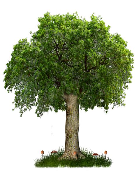 png tree|8 Best Websites to Download Transparent PNG Images.